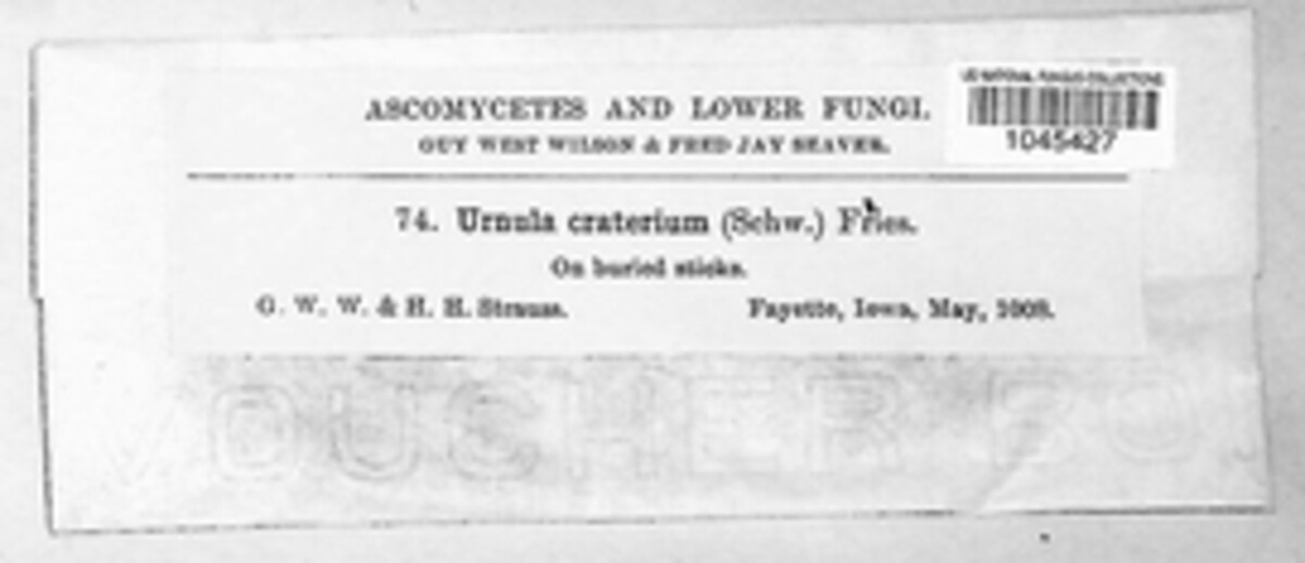 Urnula craterium image